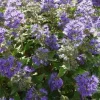 Caryopteris Grand Bleu Bluebeard Live Plant - Starter, 3-4 Inch Tall - Image 1