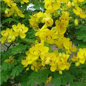 Cassia Butterfly Bush Live Plant – 2-Pack 4-6 Inch Starter Plants – Yellow Blooms, Butterfly Magnet - Image 2