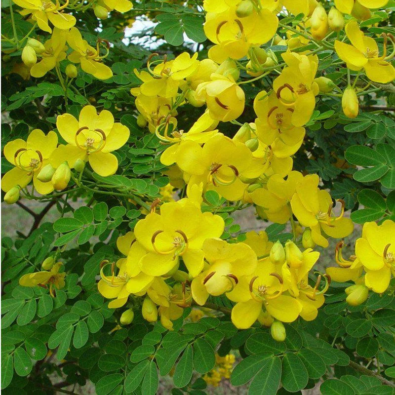 Cassia Butterfly Bush Live Plant – 2-Pack 4-6 Inch Starter Plants – Yellow Blooms, Butterfly Magnet - Image 2