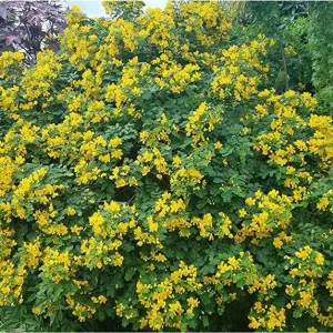 Cassia Butterfly Bush Live Plant – 2-Pack 4-6 Inch Starter Plants – Yellow Blooms, Butterfly Magnet - Image 3