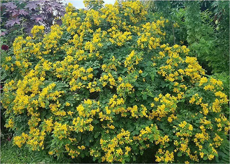 Cassia Butterfly Bush Live Plant – 2-Pack 4-6 Inch Starter Plants – Yellow Blooms, Butterfly Magnet - Image 3