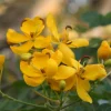 Cassia Butterfly Bush Live Plant – 2-Pack 4-6 Inch Starter Plants – Yellow Blooms, Butterfly Magnet - Image 1