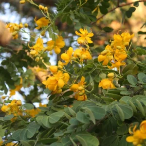 Cassia Butterfly Bush Live Plant – 2-Pack 4-6 Inch Starter Plants – Yellow Blooms, Butterfly Magnet - Image 4