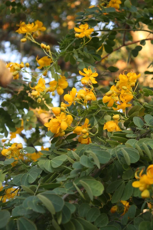 Cassia Butterfly Bush Live Plant – 2-Pack 4-6 Inch Starter Plants – Yellow Blooms, Butterfly Magnet - Image 4