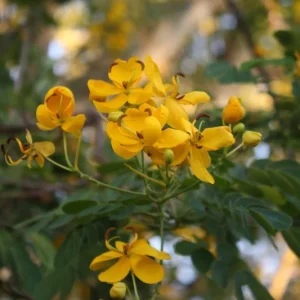 Cassia Butterfly Bush Live Plant – 2-Pack 4-6 Inch Starter Plants – Yellow Blooms, Butterfly Magnet - Image 5