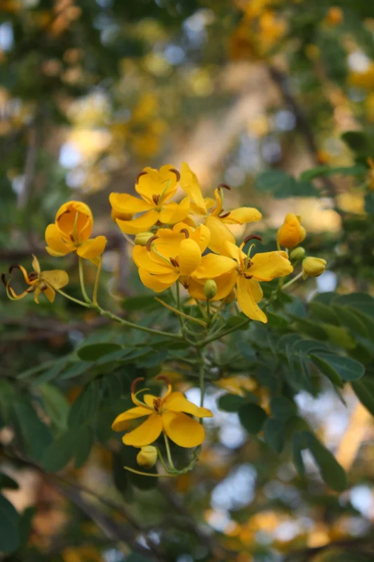 Cassia Butterfly Bush Live Plant – 2-Pack 4-6 Inch Starter Plants – Yellow Blooms, Butterfly Magnet - Image 7