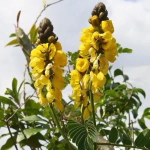 Cassia Popcorn Live Plants - 2-Pack, 4-6 inch Tall, Fragrant Shrub - Image 2