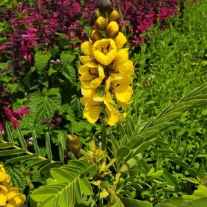 Cassia Popcorn Live Plants - 2-Pack, 4-6 inch Tall, Fragrant Shrub - Image 3