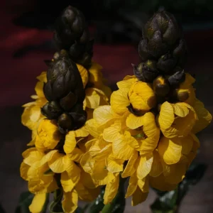 Cassia Popcorn Live Plants - 2-Pack, 4-6 inch Tall, Fragrant Shrub - Image 4