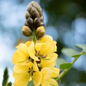 Cassia Popcorn Live Plants - 2-Pack, 4-6 inch Tall, Fragrant Shrub - Image 5