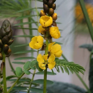 Cassia Popcorn Live Plants - 2-Pack, 4-6 inch Tall, Fragrant Shrub - Image 6