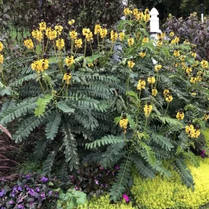 Cassia Popcorn Live Plants - 2-Pack, 4-6 inch Tall, Fragrant Shrub - Image 8