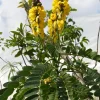 Cassia Popcorn Live Plants - 2-Pack, 4-6 inch Tall, Fragrant Shrub - Image 1