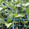 Cayenne Long Slim Red Chili Live Plants - 3-Pack, 75 Days Old, Super Hot Pepper - Image 1