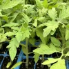 Celebrity Tomato Live Plant (2 Pack) – 6-10 inches Tall, 60+ Days Old, Outdoor - Image 1
