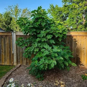 Celeste Fig Tree Live Plant - Ficus carica 