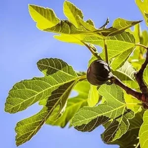 Celeste Fig Tree Live Plant - Ficus carica 