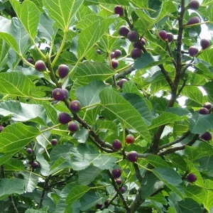 Celeste Fig Tree Live Plant - Ficus carica 