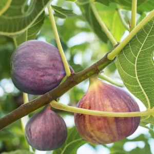 Celeste Fig Tree Live Plant - Ficus carica 