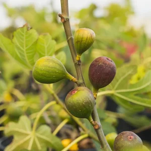 Celeste Fig Tree Live Plant - Ficus carica 