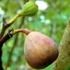 Celeste Fig Tree Live Plant - Ficus carica "Sugar Fig" - 5-9 inches Tall - Cold Hardy Zones 6-10 - Image 1