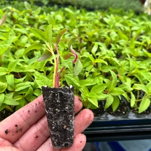 Celosia Supercrest Mix Live Plant Plug - Annual Flowers, 36-48