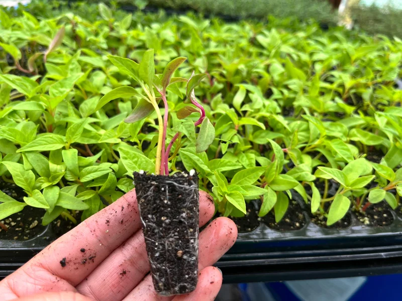 Celosia Supercrest Mix Live Plant Plug - Annual Flowers, 36-48" Tall, Outdoor - Image 2