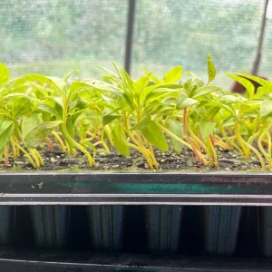 Celosia Supercrest Mix Live Plant Plug - Annual Flowers, 36-48