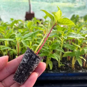 Celosia Supercrest Mix Live Plant Plug - Annual Flowers, 36-48