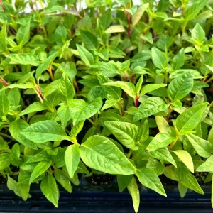 Celosia Supercrest Mix Live Plant Plug - Annual Flowers, 36-48