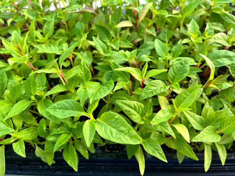 Celosia Supercrest Mix Live Plant Plug - Annual Flowers, 36-48" Tall, Outdoor - Image 5