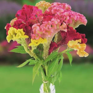Celosia Supercrest Mix Live Plant Plug - Annual Flowers, 36-48