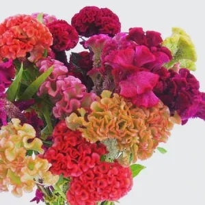 Celosia Supercrest Mix Live Plant Plug - Annual Flowers, 36-48