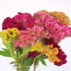 Celosia Supercrest Mix Live Plant Plug - Annual Flowers, 36-48" Tall, Outdoor - Image 1