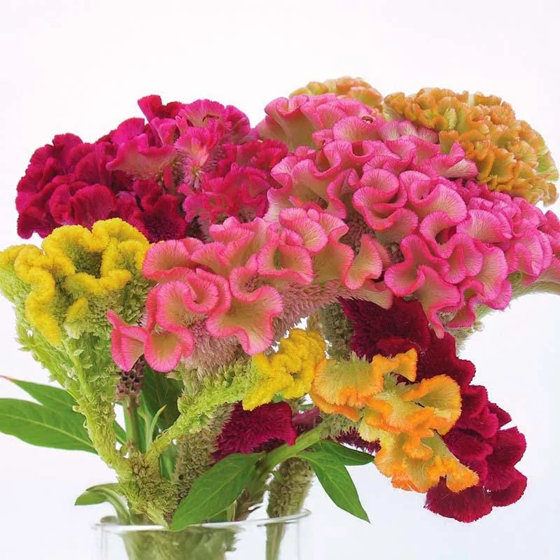 Celosia Supercrest Mix Live Plant Plug - Annual Flowers, 36-48" Tall, Outdoor - Image 1