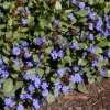 Ceratostigma Plumbaginoides Live Plant – Hardy Plumbago – Starter Plant – 2.5x3.5 inch Pot – Outdoor Perennial - Image 1