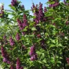 Charles Joly Lilac Live Plant - Fragrant Purple Flowers - 7-9 Inch Tall Potted Shrub - Image 1