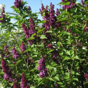 Charles Joly Lilac Live Plant - Fragrant Purple Flowers - 7-9 Inch Tall Potted Shrub - Image 1