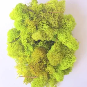 Chartreuse Reindeer Moss 1 OZ Bag – Terrarium & Craft Decor - Image 1