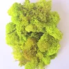 Chartreuse Reindeer Moss for Terrariums - 3 OZ Bag, No Care Needed - Image 1