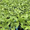 Cherokee Purple Tomato Live Plants - 2 Pack, 6-10 inches tall, Heirloom - Image 1