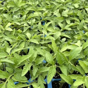 Cherokee Purple Tomato Live Plants - 4 Pack, 6-10 in Tall, Heirloom Outdoor - Image 1