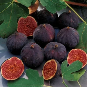 Chicago Hardy Fig Live Plant - Edible Fruit Tree - 4 inch Pot - Image 2