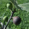 Chicago Hardy Fig Live Plant - Edible Fruit Tree - 4 inch Pot - Image 1