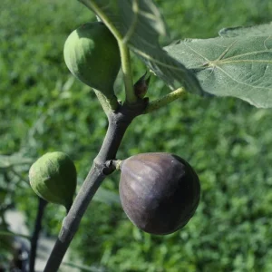 Chicago Hardy Fig Live Plant - Edible Fruit Tree - 4 inch Pot - Image 1