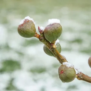 Chicago Hardy Fig Tree Live Plant - Cold Hardy Ficus carica 5-9 inches Tall - Sweet Edible Fruit for Zones 5-10 - Image 2