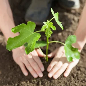 Chicago Hardy Fig Tree Live Plant - Cold Hardy Ficus carica 5-9 inches Tall - Sweet Edible Fruit for Zones 5-10 - Image 3