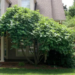 Chicago Hardy Fig Tree Live Plant - Cold Hardy Ficus carica 5-9 inches Tall - Sweet Edible Fruit for Zones 5-10 - Image 5
