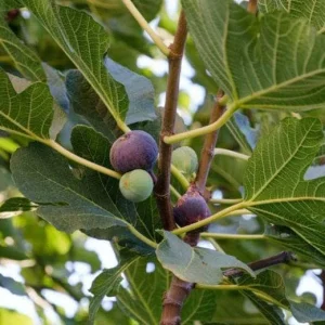 Chicago Hardy Fig Tree Live Plant - Cold Hardy Ficus carica 5-9 inches Tall - Sweet Edible Fruit for Zones 5-10 - Image 6