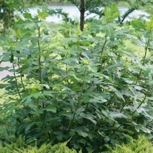 Chicago Hardy Fig Tree Live Plant - Cold Hardy Ficus carica 5-9 inches Tall - Sweet Edible Fruit for Zones 5-10 - Image 7